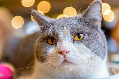 国产肉鸽RPG新游《克瑞因的纷争》先导预告公布